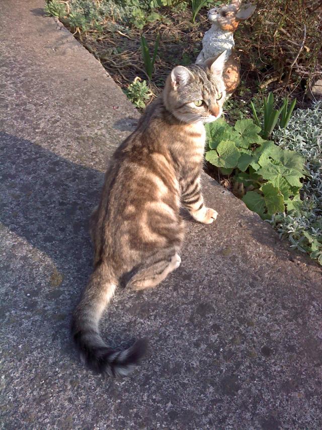 Mon doudou Réglisse. NOUVEAU SUJET CHEZ LES CHATS ADULTES - Page 8 R-glisse-211-26b3f2d
